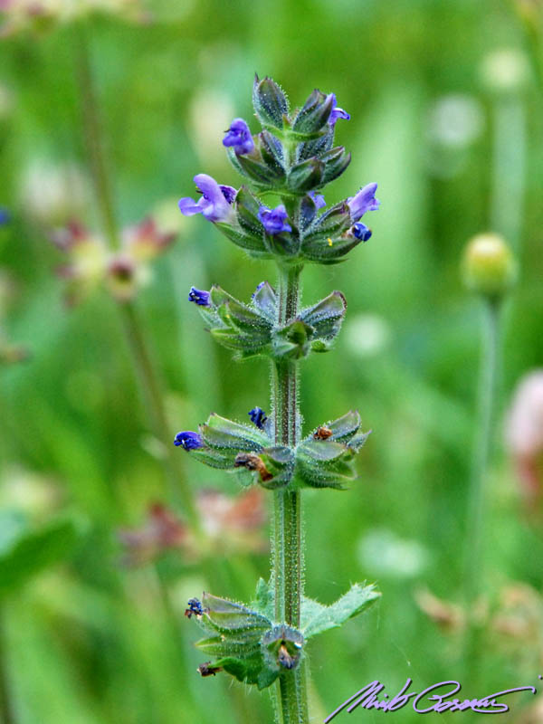 Salvia verbenaca